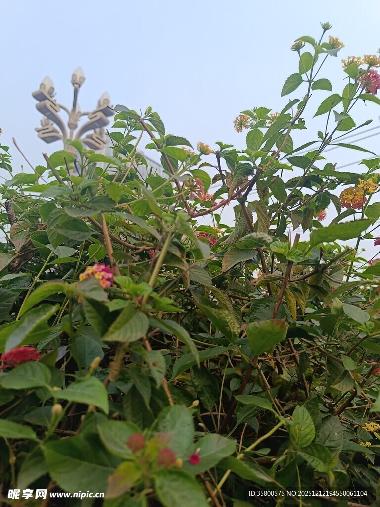 绿叶间的娇艳红花