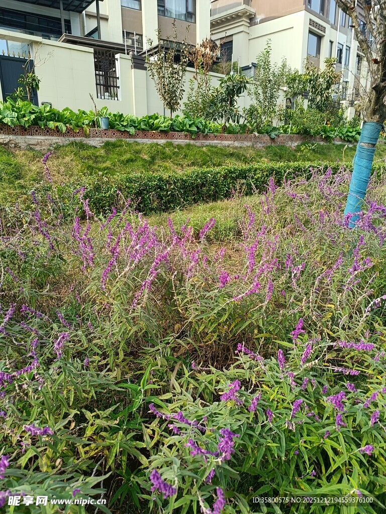 城市中繁茂的紫色花卉景观
