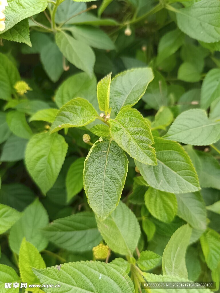 绿叶间的黄色小花植物