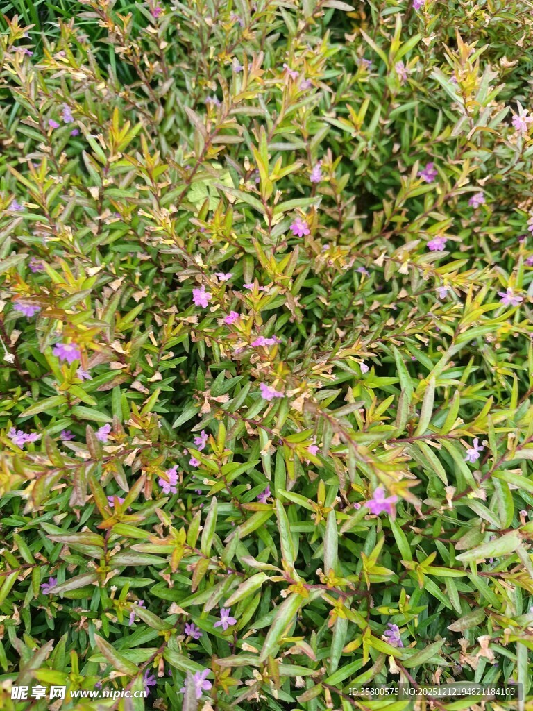 繁茂绿植中的紫色小花