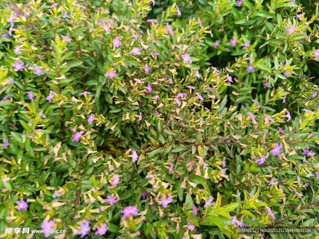 繁茂绿植间的粉色小花
