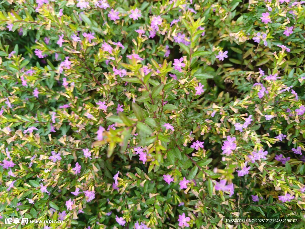 繁茂淡紫色花丛景观