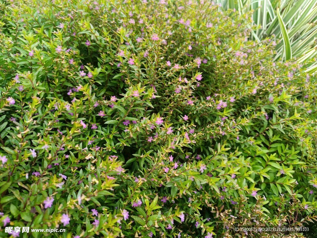 繁茂绿植中的紫色小花