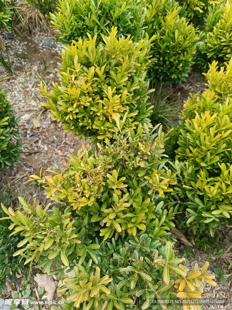 翠绿繁茂的灌木丛景观