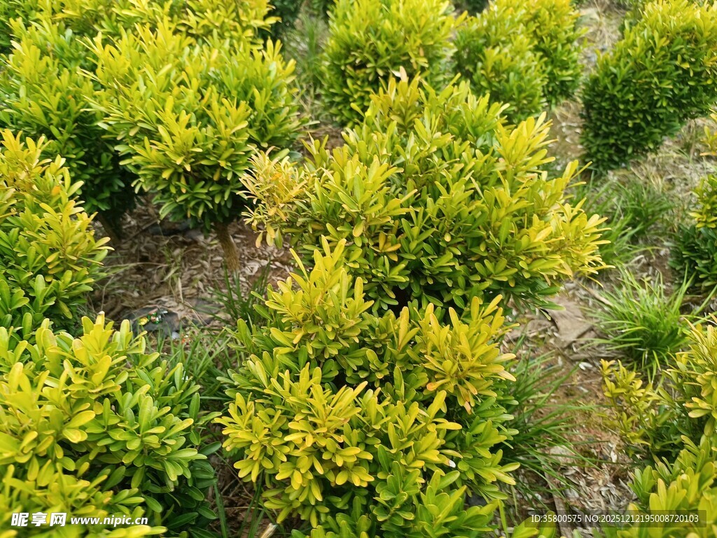 金黄灌木丛景观