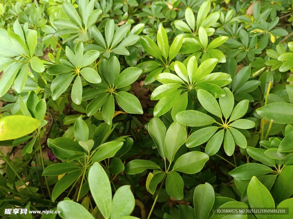 翠绿繁茂的户外绿植景观