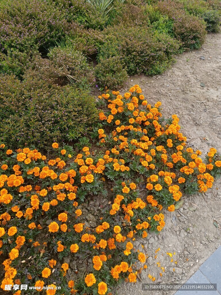 路边绽放的橙色美丽花朵