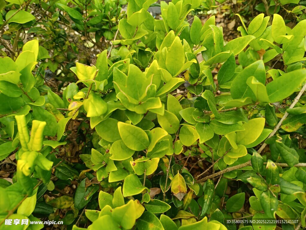 翠绿叶片植物特写