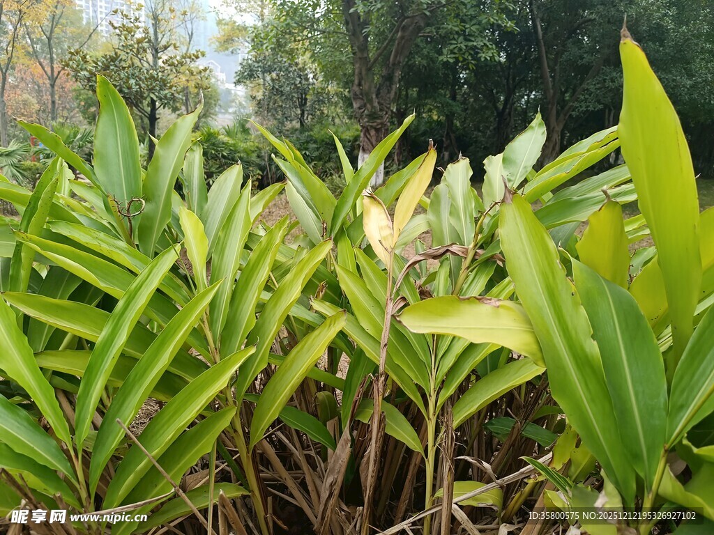翠绿繁茂的热带植物景观
