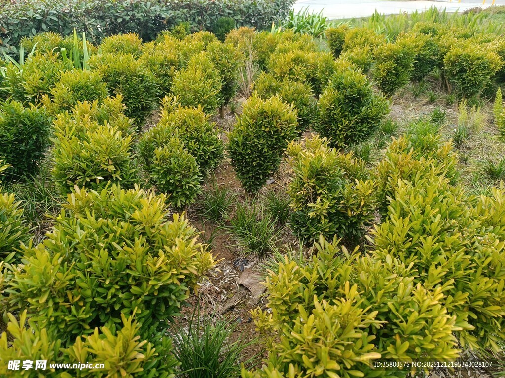 柑橘种植园俯瞰景象