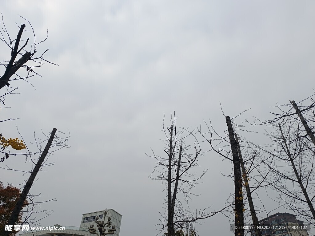 狂风过后的残败树木