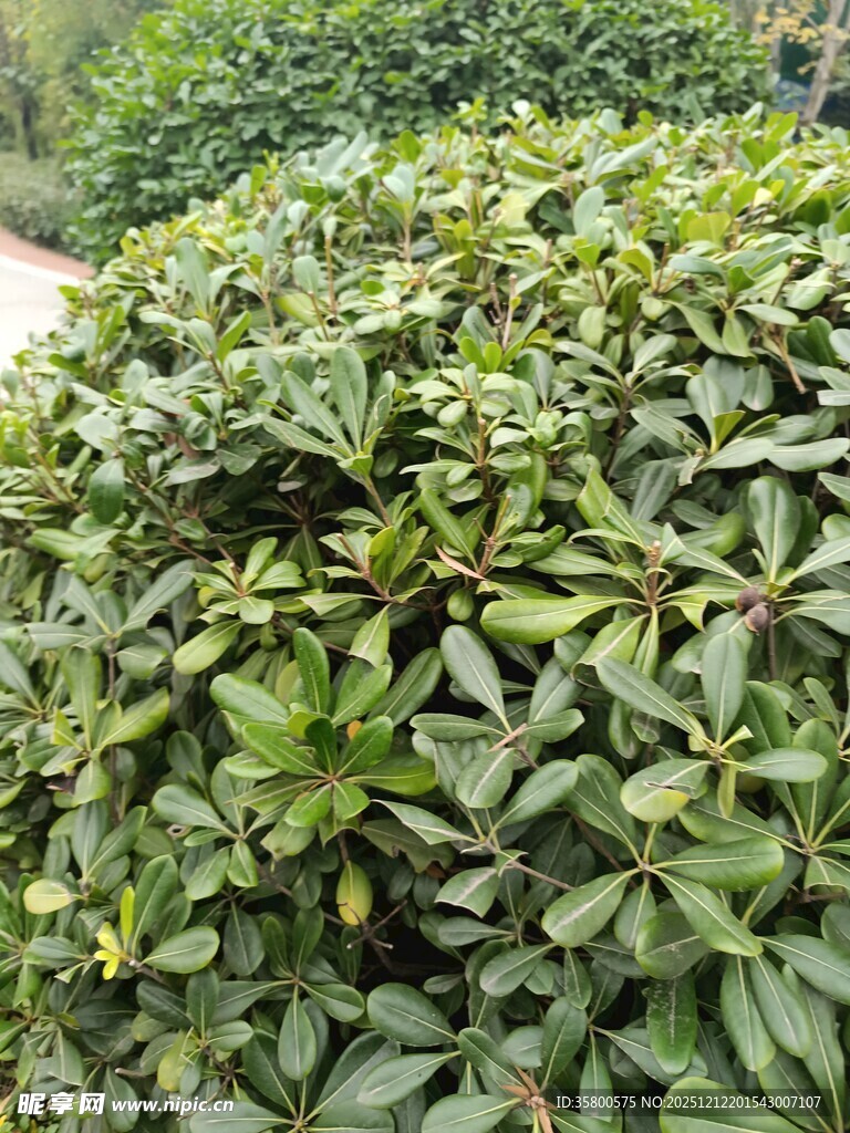 茂密绿叶植物景观