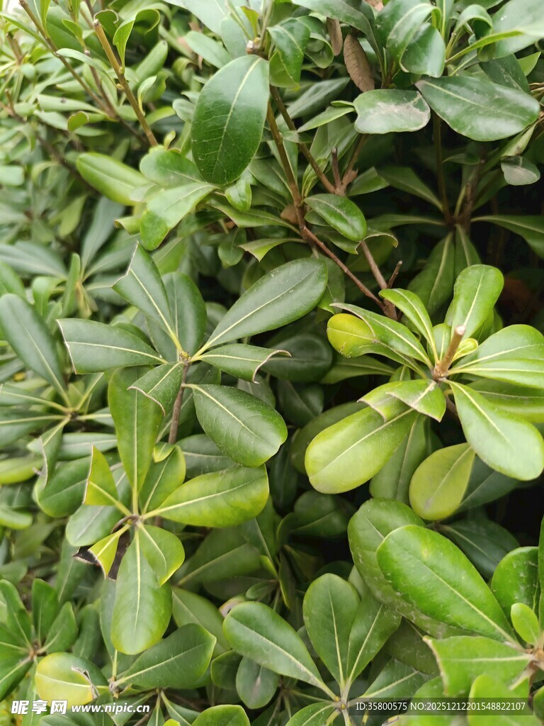 绿叶繁茂的植物特写