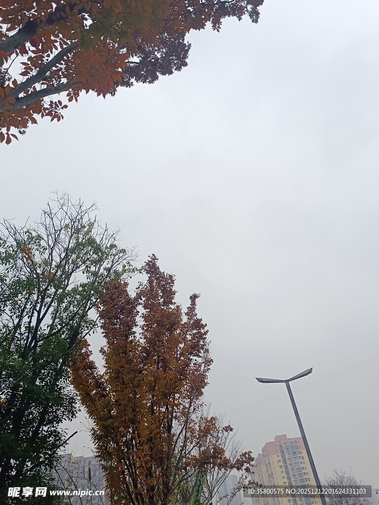 秋日街头树木景致