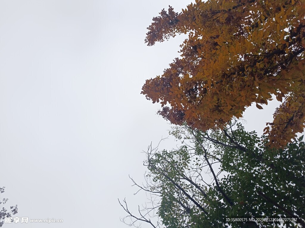 雾中秋叶与绿树