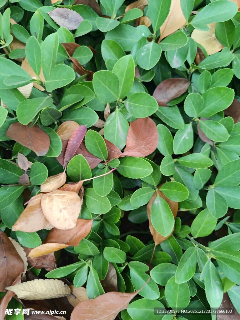 绿叶与枯叶交织的景致