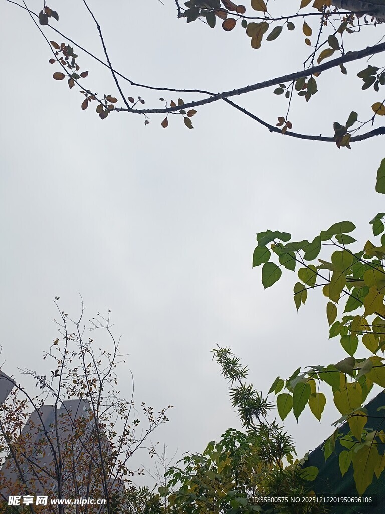 树枝与绿叶映衬的天空