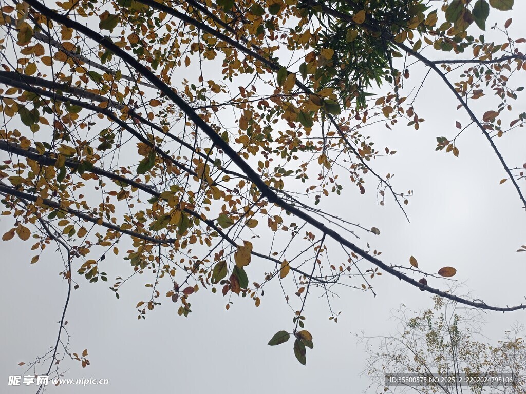 秋日树枝与飘零黄叶