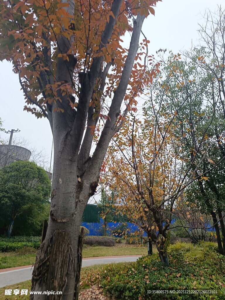 秋日公园树木景致