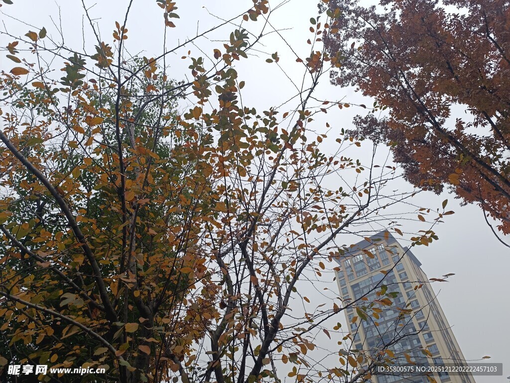 秋日城市中树木与高楼