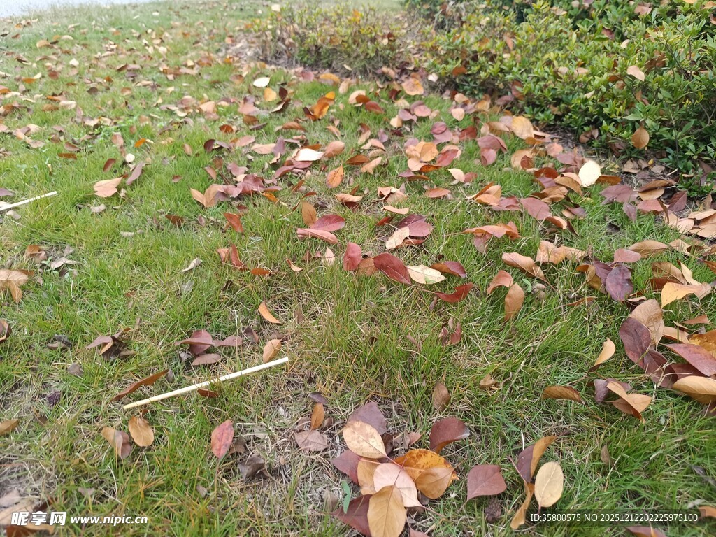 草地上的缤纷落叶