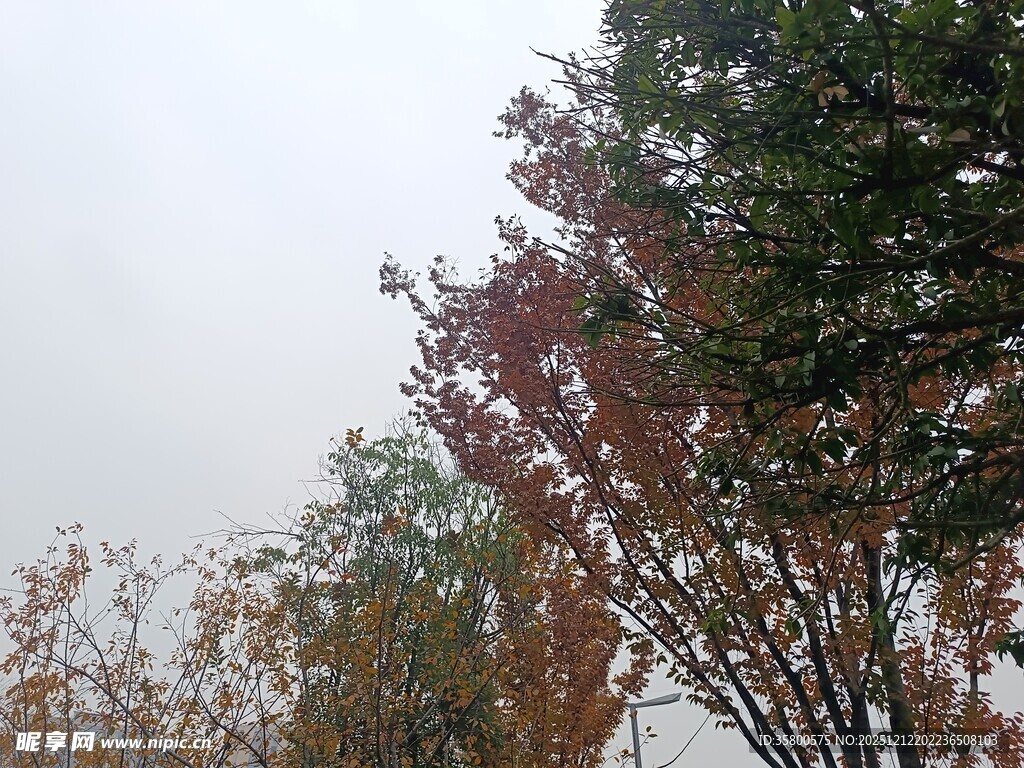 秋日多彩树木景致