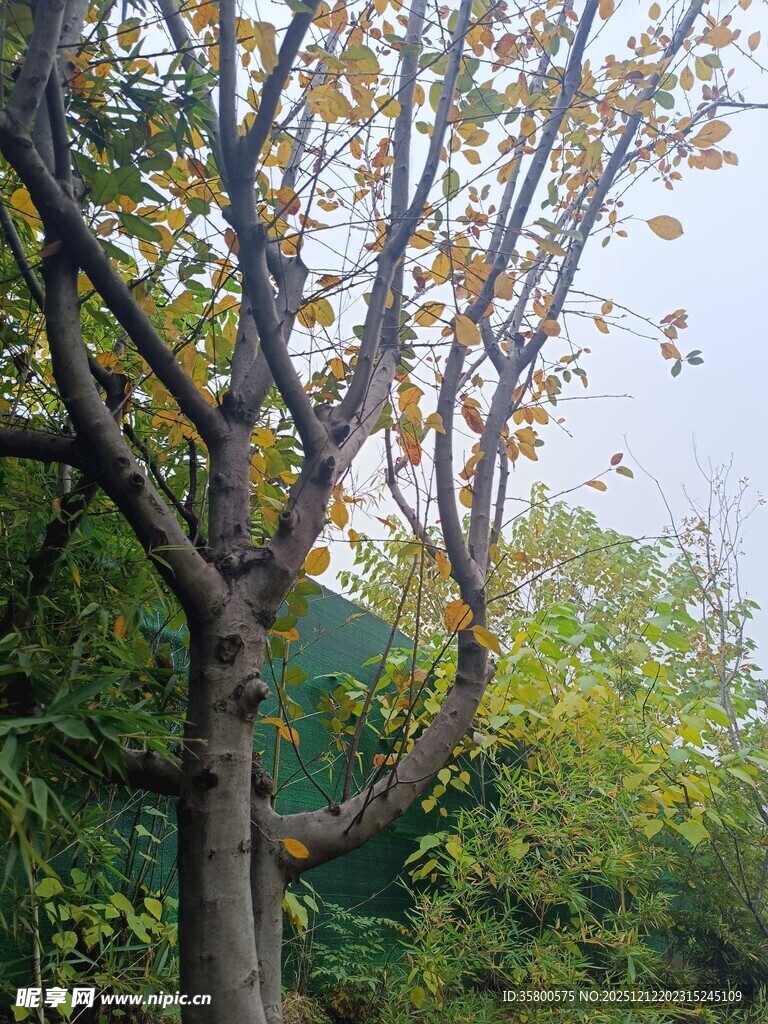 秋日树林中的弯曲树木