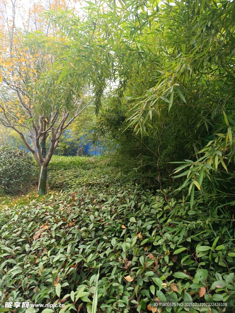 绿意盎然的林间植物景观