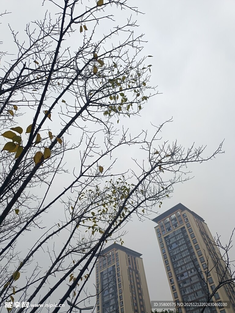 城市中光秃树枝与高楼