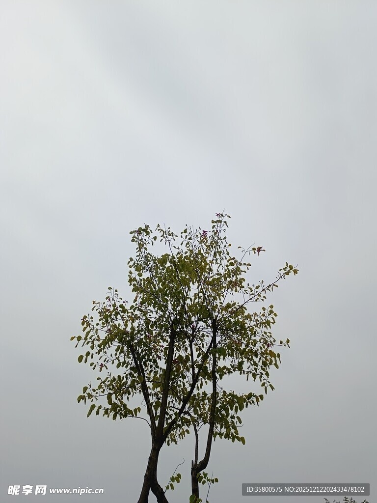 孤树挺立在灰白天空下