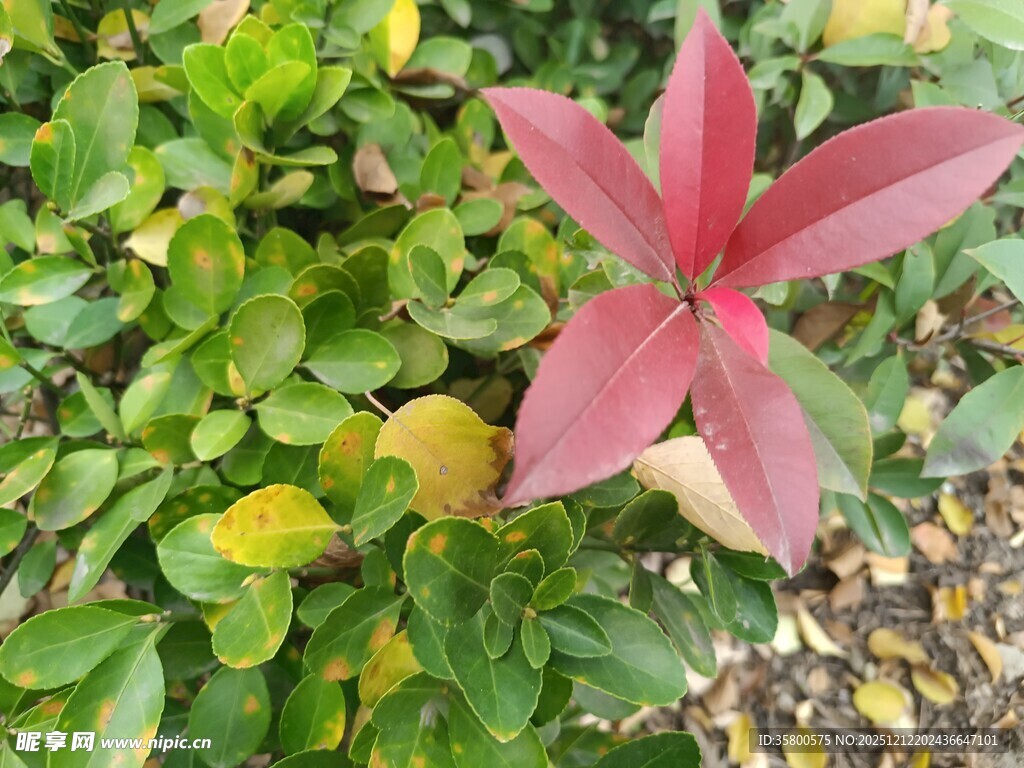 独株红叶花绽放绿叶间