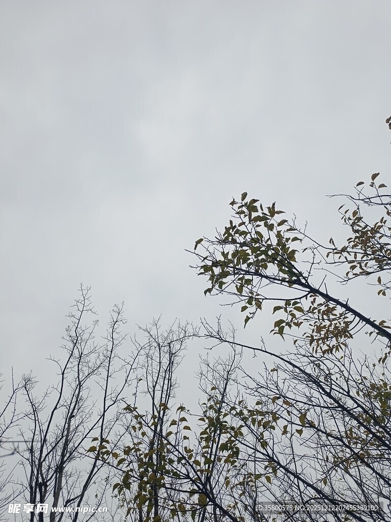 冬日枯树与稀疏枝叶