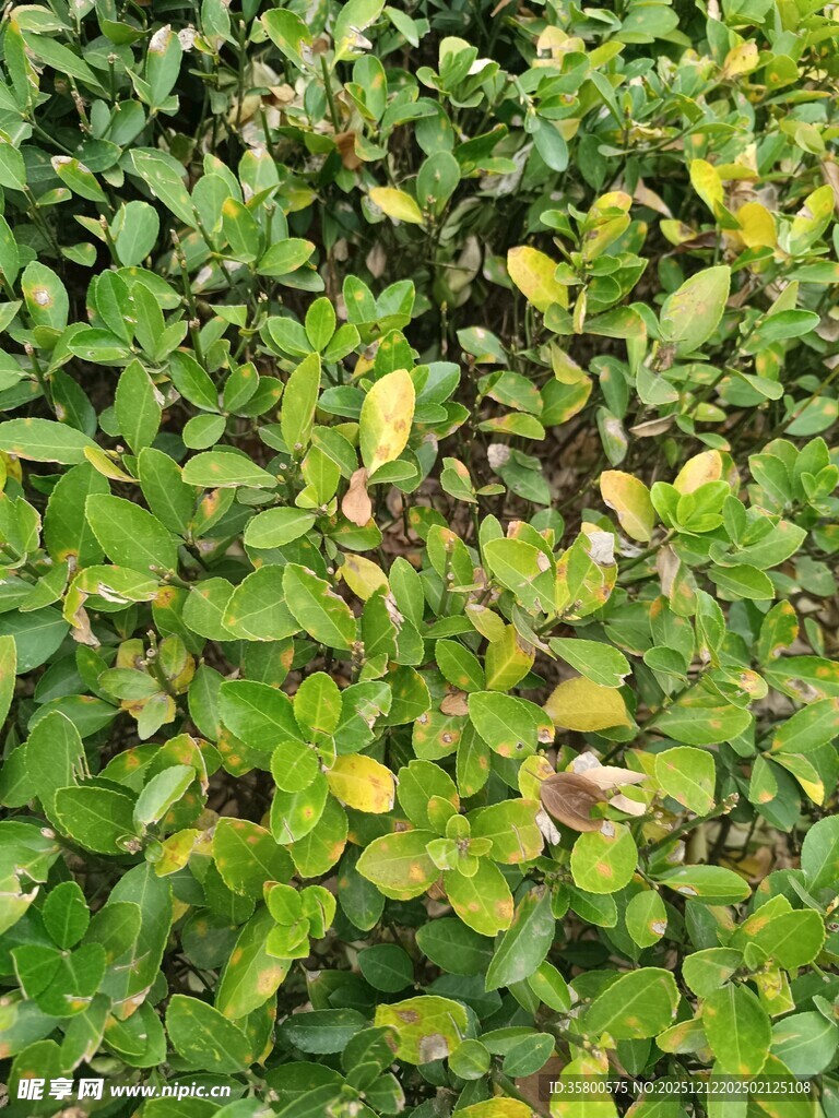 翠绿繁茂的植物景观