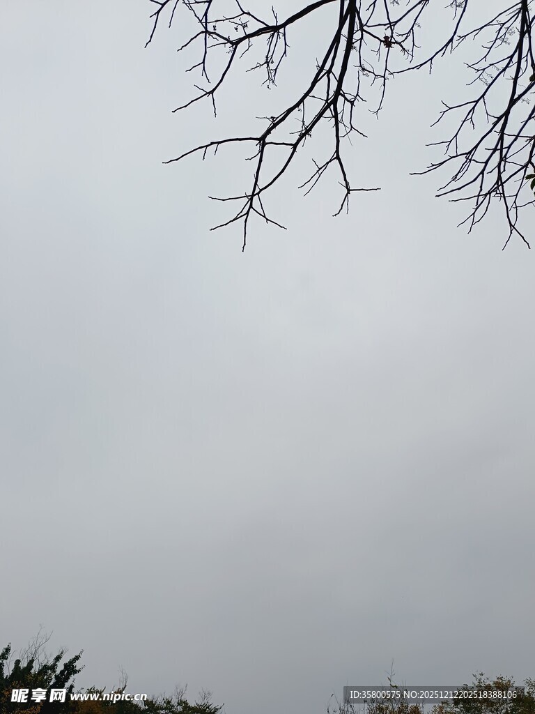 枝头无叶的萧瑟景象