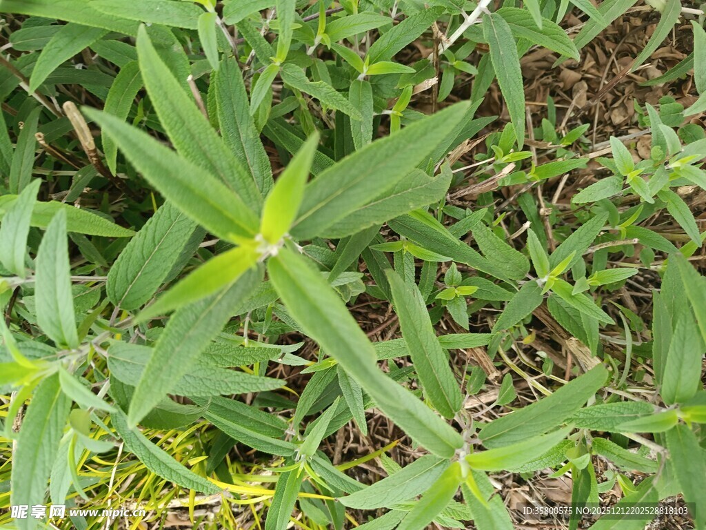 野外绿色植物特写