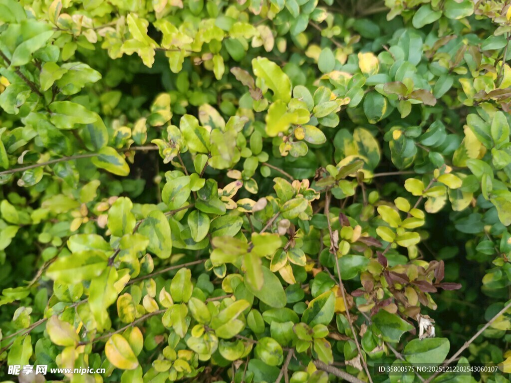 翠绿繁茂的植物叶片