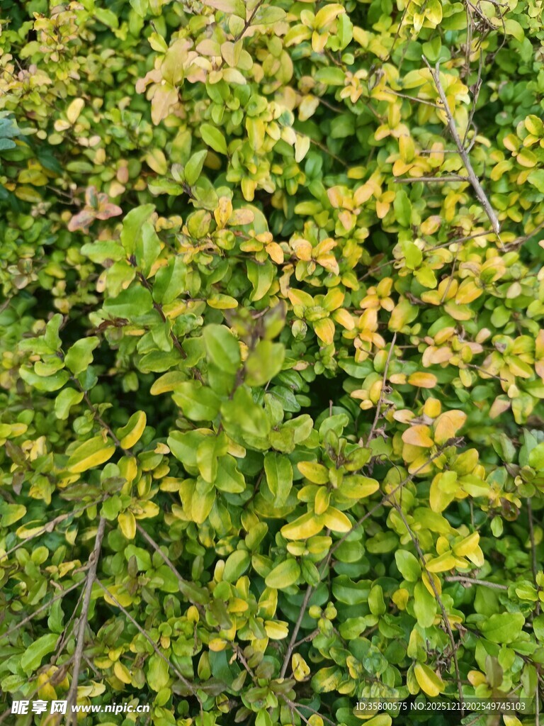 翠绿繁茂的植物景观