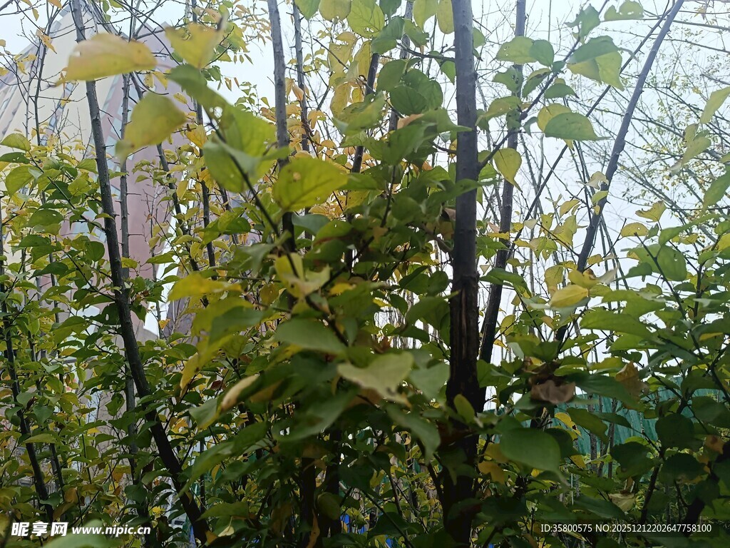 绿叶繁茂的植物景观