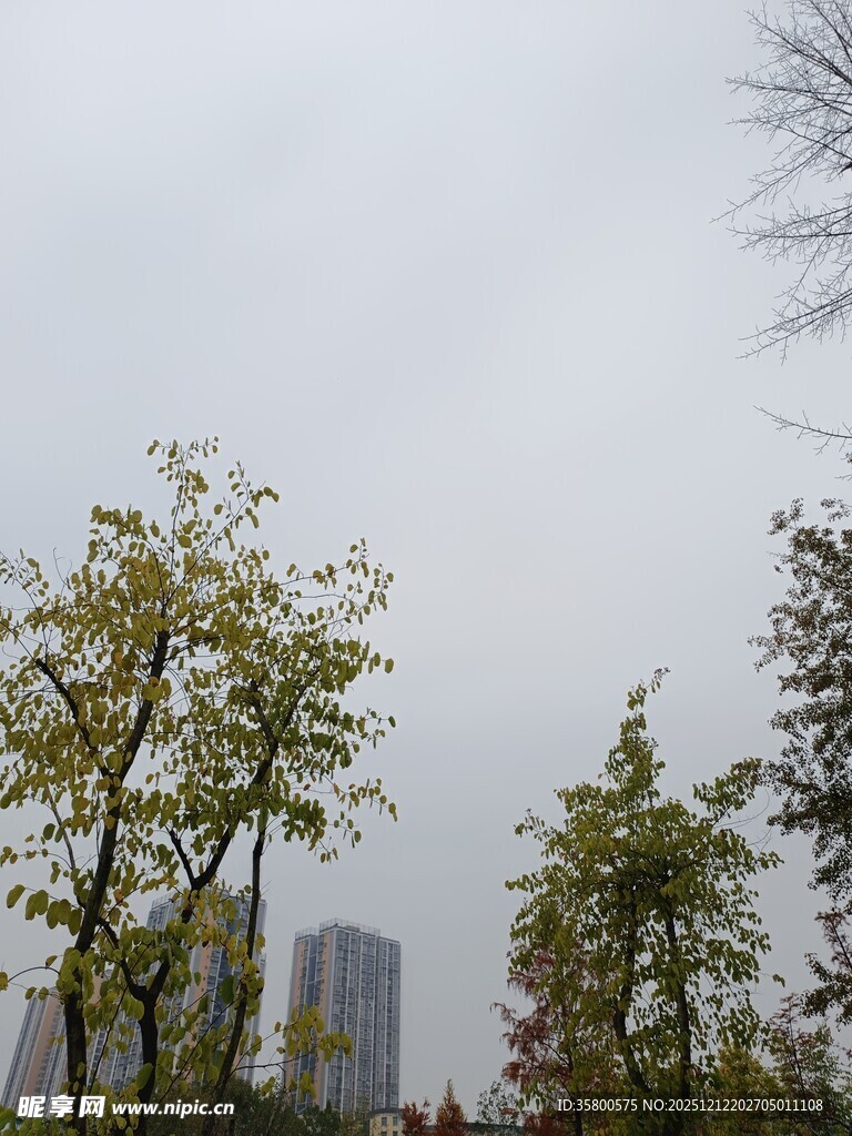 城市中树木与远处高楼