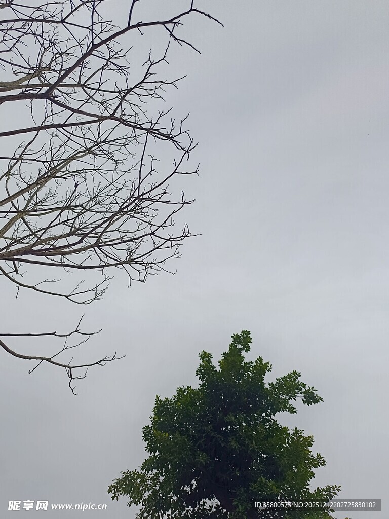 枯树与绿树的天空景象