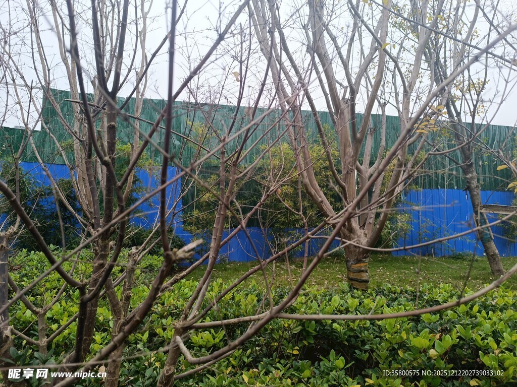 户外绿植与蓝色围挡景观