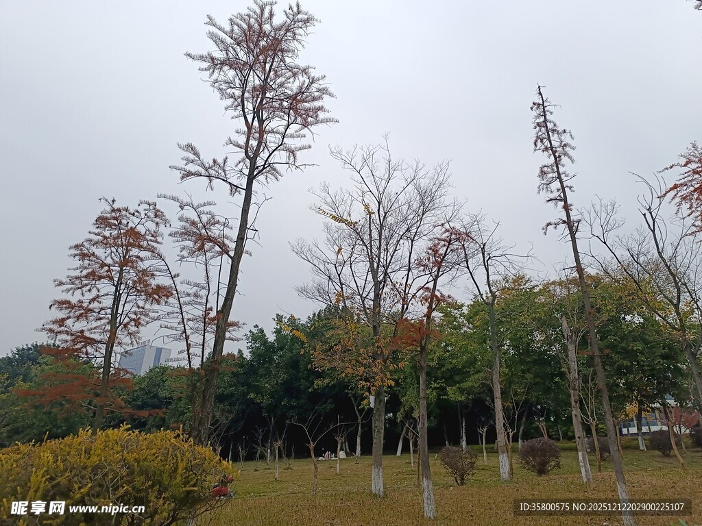 秋日公园树木景观