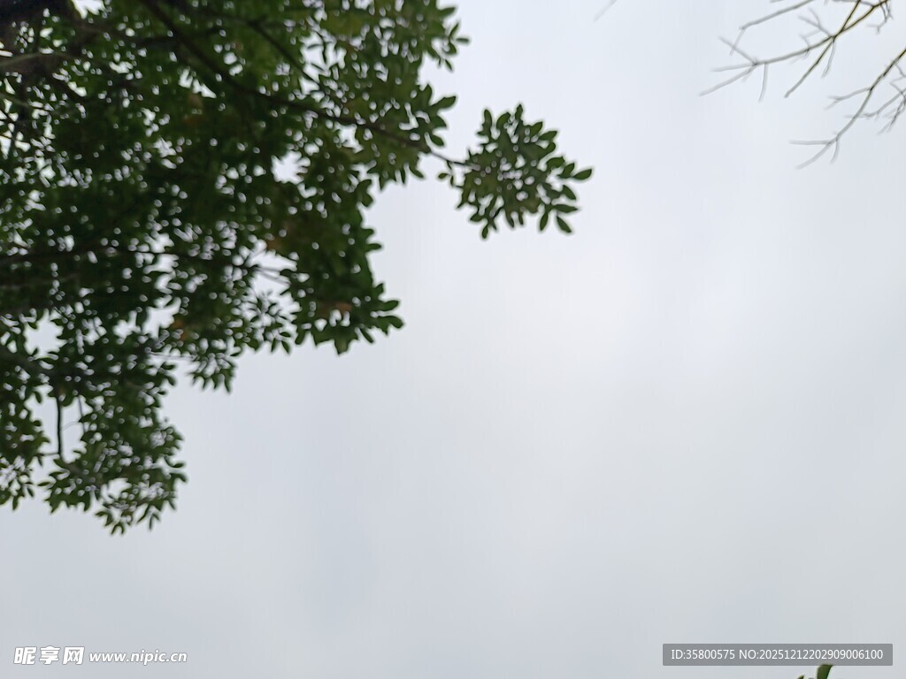 仰视绿树映灰白天空