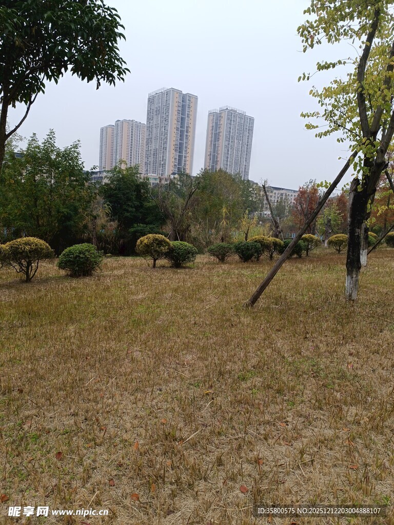 城市公园草地与高楼景观