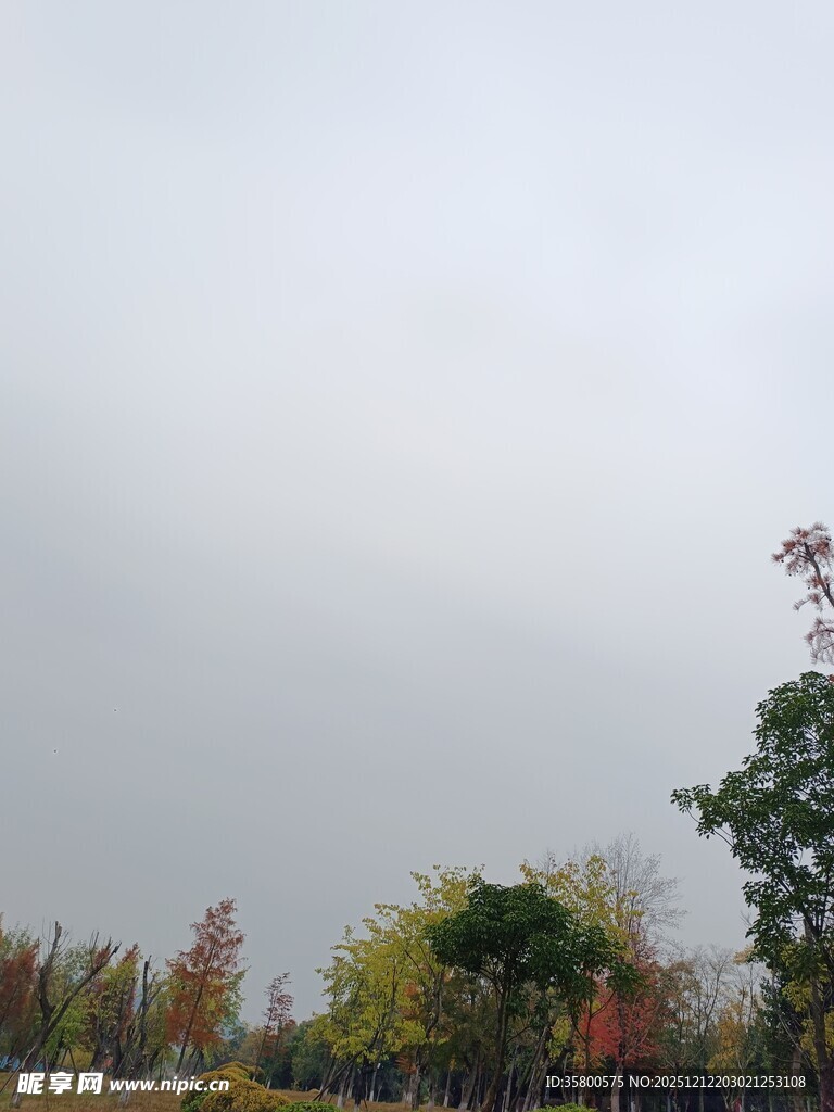 秋日雾中多彩树木景观