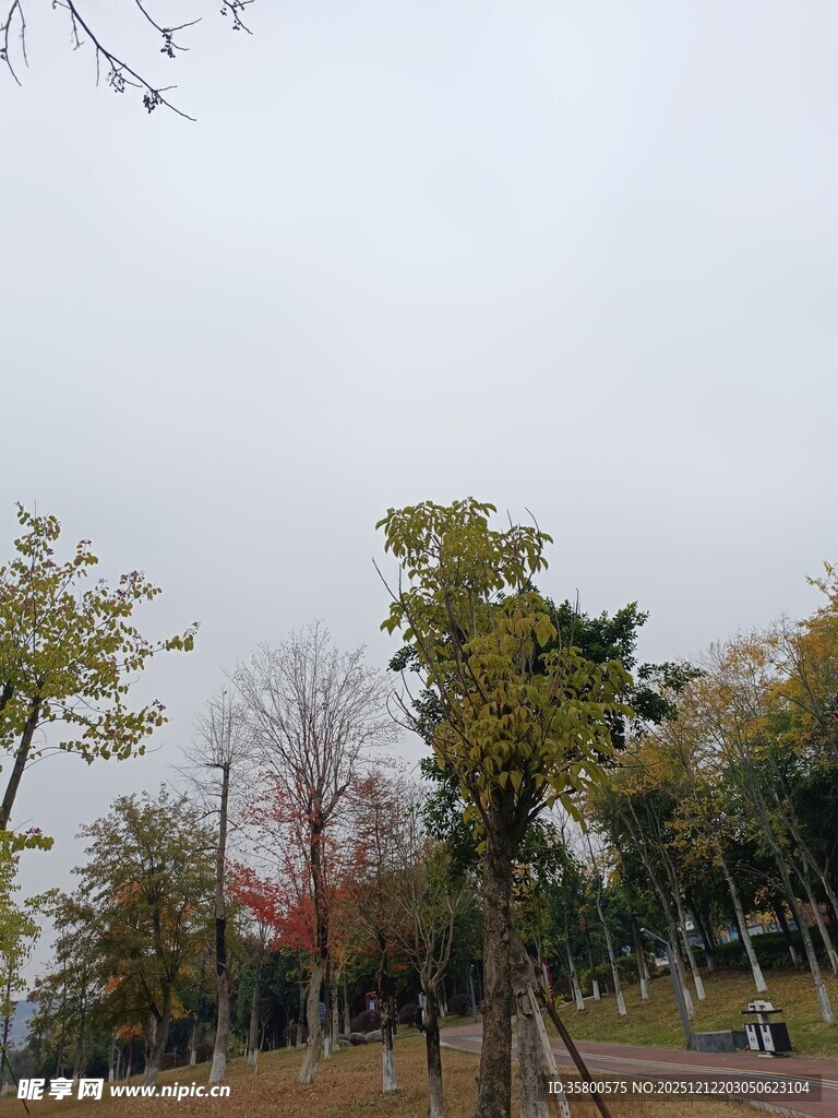 公园秋日树木景致