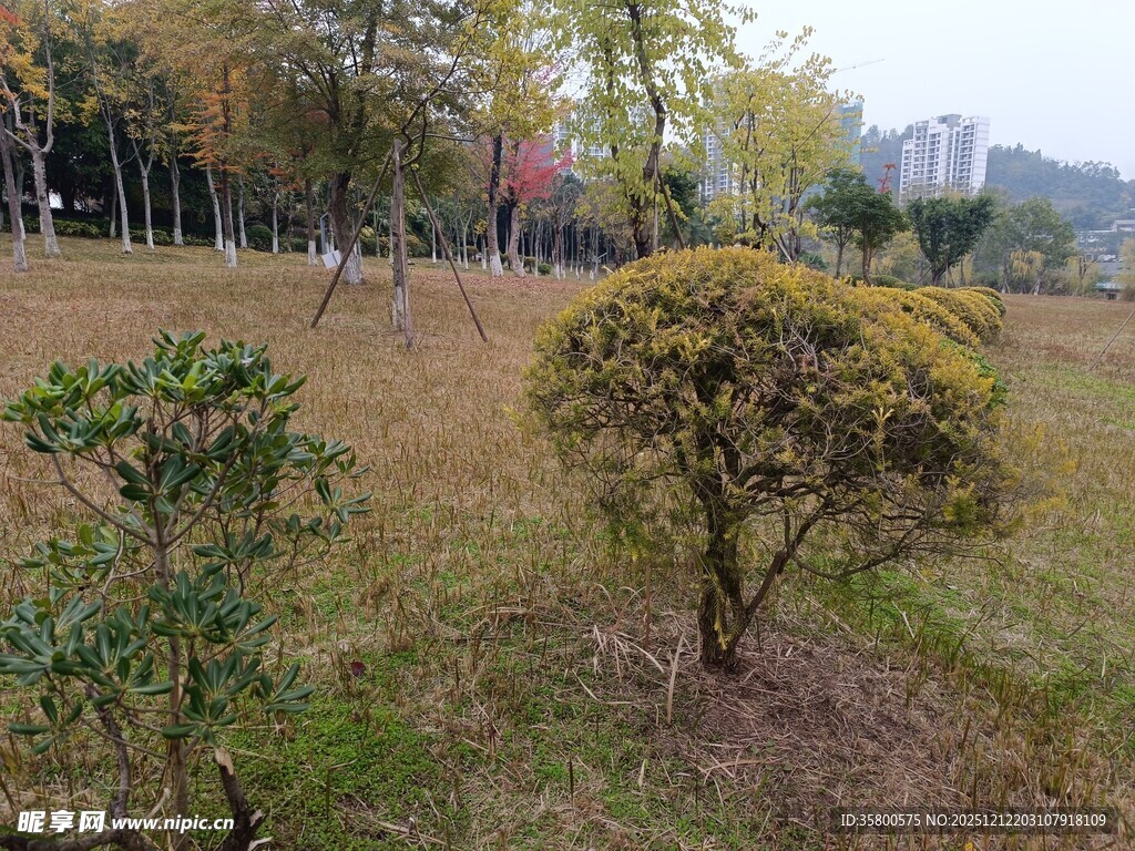 公园中的绿植景观