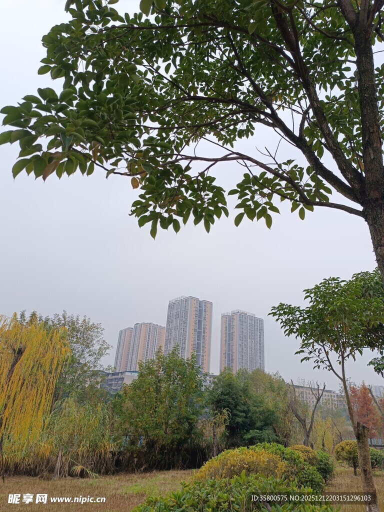 城市公园中的绿树与建筑