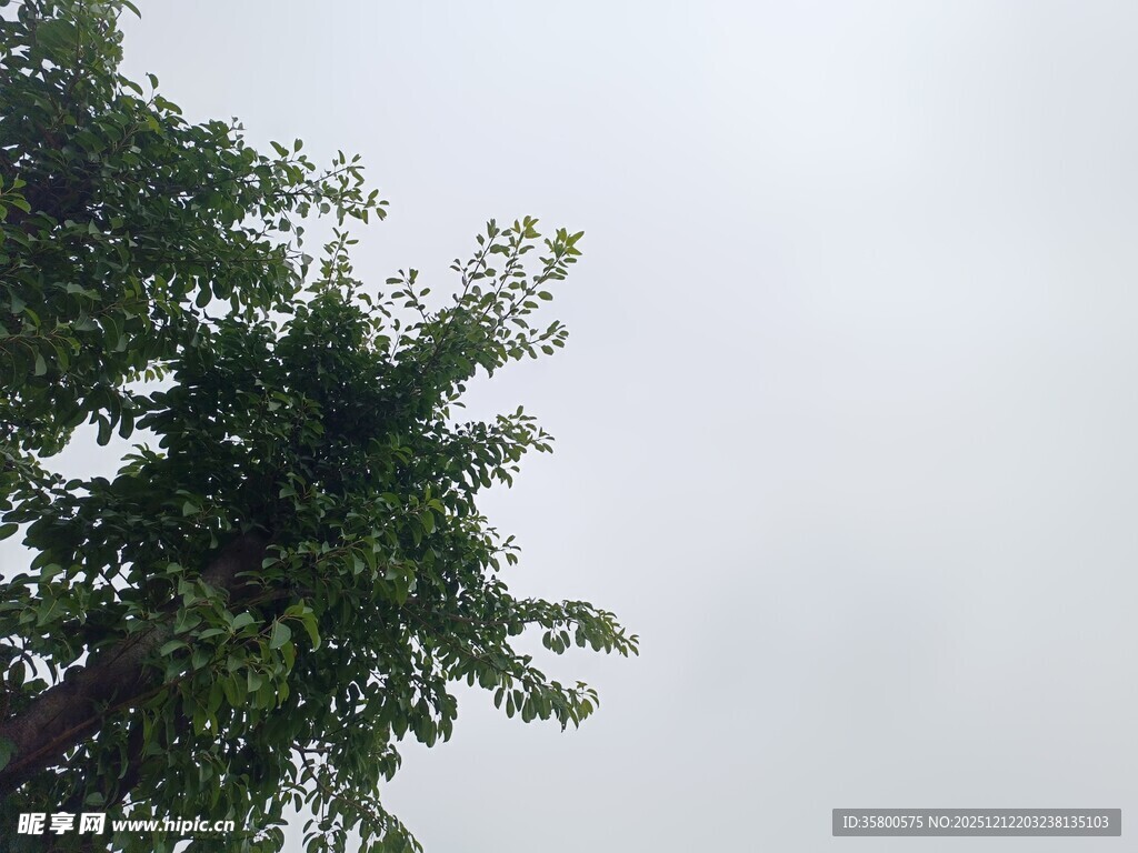 仰视绿树与灰白天空