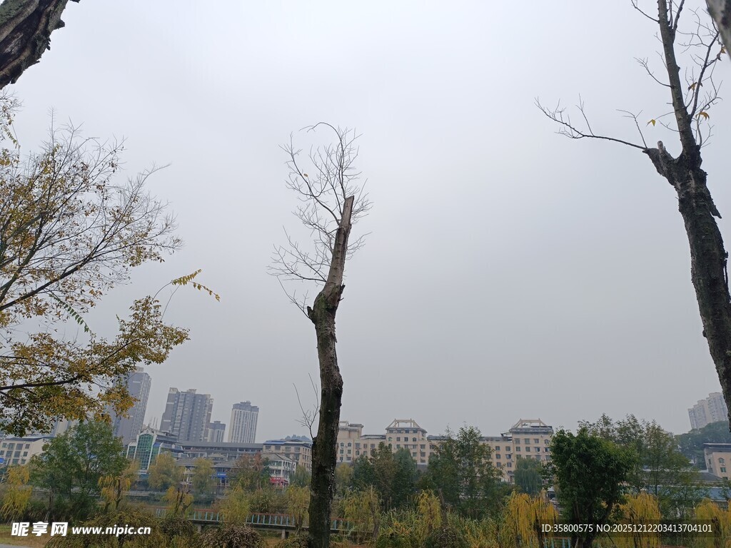 秋日枯树与远处城市景观
